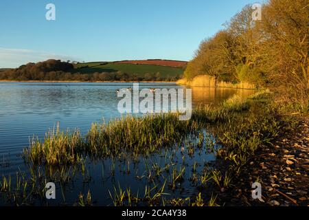 Slapton Ley; Devon; Großbritannien Stockfoto