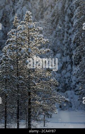 Ruka; Wald im Winter; Finnland Stockfoto