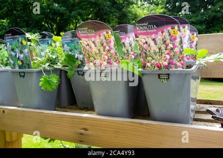 Pflanzen in Töpfen zum Verkauf, Großbritannien Stockfoto