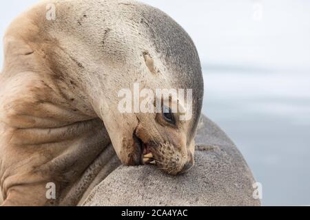 Südliche Seelöwe; Otaria flavescens; Weiblich; Falkland Stockfoto