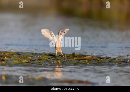 Squacco Heron; Ardeola ralloides; Ungarn Stockfoto