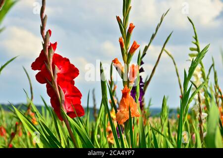 Ein schönes großes Feld von vielen Gladiolus in verschiedenen hellen Farben wachsen in den blauen Himmel im Sommer Stockfoto