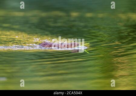 Wasserwühlmaus; Arvicola amphibius; Schwimmen; Cornwall; Großbritannien Stockfoto