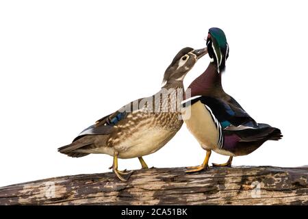 Wood Duck (Aix sponsa) männliche und weibliche gegenseitige Vererbung in Feuchtgebieten, Marion Co., Illinois, USA Stockfoto