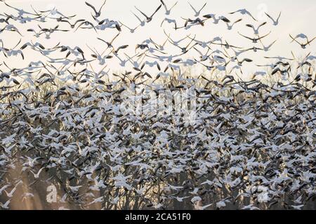 Flock of Snow Gänse (Anser caerulescens) beim Start bei Sonnenaufgang, Marion Co., Illinois, USA Stockfoto