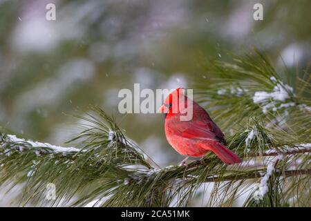 Nördlicher Kardinal (Cardinalis cardinalis) Männchen, der auf schneebedecktem Kiefernzweig sitzt, Marion Co., Illinois, USA Stockfoto