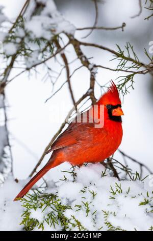 Nördlicher Kardinal (Cardinalis cardinalis), der auf einem schneebedeckten Wacholderzweig sitzt, Marion Co., Illinois, USA Stockfoto