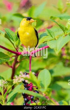 American Goldfinch (Spinus tristis) Männchen, der auf einer Pokeberry sitzt, Marion Co., Illinois, USA Stockfoto