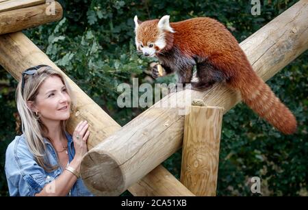 Countryfile Moderatorin Helen Skelton füttert einen roten Panda während eines Besuchs im Yorkshire Wildlife Park in Doncaster, um zwei neue erweiterte Tierreservate zu eröffnen: Erleben Sie Äthiopien und Himalayan Pass, wo Besucher Hyänen, Gelada Affen, Rote Pandas und glatt beschichtete Otter sehen können. Stockfoto