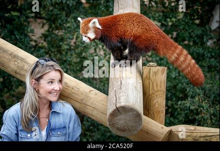 Countryfile Moderatorin Helen Skelton füttert einen roten Panda während eines Besuchs im Yorkshire Wildlife Park in Doncaster, um zwei neue erweiterte Tierreservate zu eröffnen: Erleben Sie Äthiopien und Himalayan Pass, wo Besucher Hyänen, Gelada Affen, Rote Pandas und glatt beschichtete Otter sehen können. Stockfoto