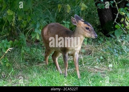 Ein kleiner Muntjac Hirsch auf der Suche nach Nahrung in einem norfolk Wald Stockfoto