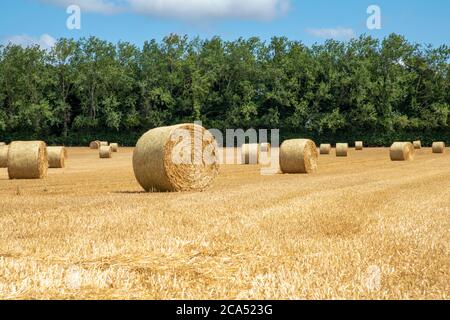 Farmers Feld mit Rollen von Heu für Winterfutter in Norfolk an einem Sommertag geerntet. Stockfoto