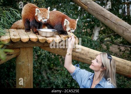 Countryfile Moderatorin Helen Skelton füttert einen roten Panda während eines Besuchs im Yorkshire Wildlife Park in Doncaster, um zwei neue erweiterte Tierreservate zu eröffnen: Erleben Sie Äthiopien und Himalayan Pass, wo Besucher Hyänen, Gelada Affen, Rote Pandas und glatt beschichtete Otter sehen können. Stockfoto