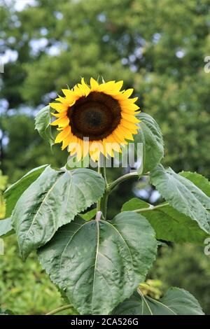 Sonnenblume, nur Öffnung mit grünen Blättern vor einem grünen Hintergrund Stockfoto