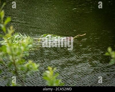 Ein kanadischer Biber, der einen Ast durch das Wasser zu seinem Staudamm, Kitimat River, British Columbia, Kanada, zieht Stockfoto