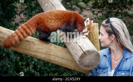 Countryfile Moderatorin Helen Skelton füttert einen roten Panda während eines Besuchs im Yorkshire Wildlife Park in Doncaster, um zwei neue erweiterte Tierreservate zu eröffnen: Erleben Sie Äthiopien und Himalayan Pass, wo Besucher Hyänen, Gelada Affen, Rote Pandas und glatt beschichtete Otter sehen können. Stockfoto