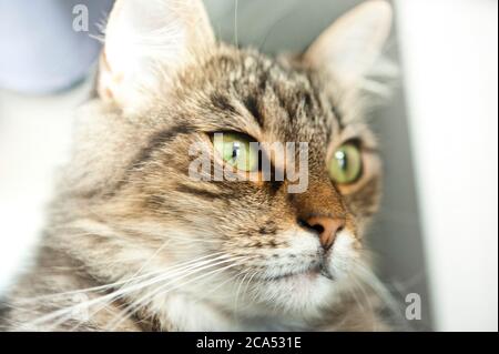 Europäisches Kurzhaar Katzenportrait Stockfoto