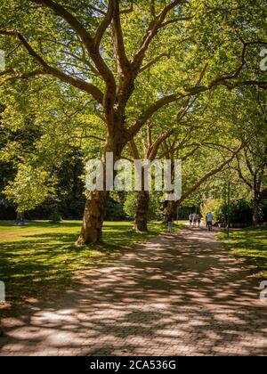 Ein Waldweg im Stanley Park im Sommer, Vancouver, British Columbia, Kanada Stockfoto