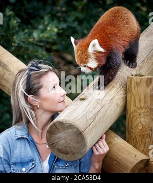 Countryfile Moderatorin Helen Skelton füttert einen roten Panda während eines Besuchs im Yorkshire Wildlife Park in Doncaster, um zwei neue erweiterte Tierreservate zu eröffnen: Erleben Sie Äthiopien und Himalayan Pass, wo Besucher Hyänen, Gelada Affen, Rote Pandas und glatt beschichtete Otter sehen können. Stockfoto