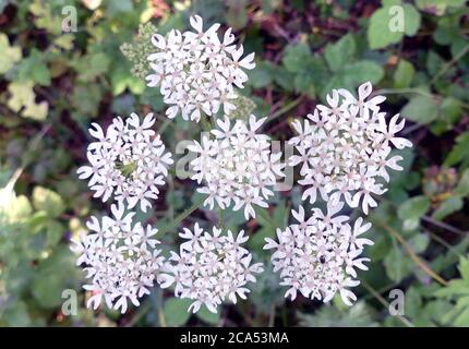 WILDE KAROTTE Daucus carota aka Queen Anne's Lace Stockfoto