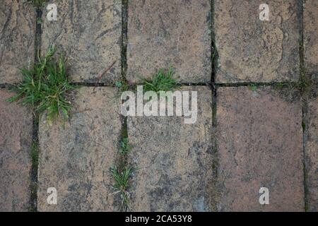 Alte Pflasterung Platte Hintergrund mit rauem Gras wächst in Lücken Stockfoto