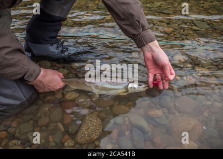 Ein Fischer im Begriff, eine Bullenforelle freizulassen, gefangen auf einer Fliege, zurück in den Fluss - fangen und freilassen, British Columbia, Kanada Stockfoto