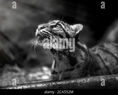 Portrait von schönen getrübten Leoparden isoliert auf schwarzem Hintergrund. Schwarz und weiß. Leopardenkatze auf einer Dunkelheit Neofelis Nebulosa. Stockfoto