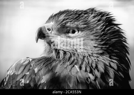 Gemalter Adler, blasser Morph, Aquila pennata, Porträt, schwarz und weiß. Stockfoto