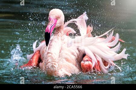 Flamingo Vogel Nahaufnahme Profil Ansicht im Wasser zeigt seine ausgebreiteten Flügel, schönes Gefieder, Kopf, lange neg, Schnabel, Auge in seiner Umgebung und envi Stockfoto