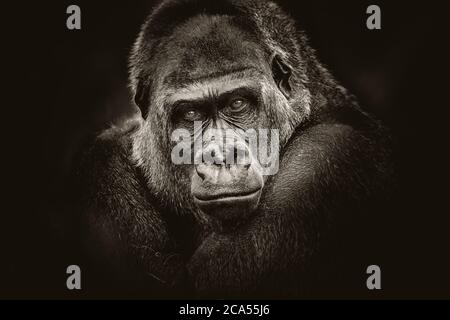 gorilla gefährlich aussehen dunklen Hintergrund. Stockfoto