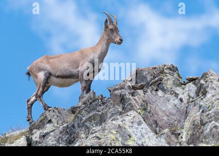 Die ganze Eleganz der Alpine Steinbock Weibchen mit Himmel auf Hintergrund (Capra Steinbock) Stockfoto