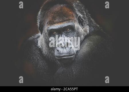 gorilla gefährlich aussehen dunklen Hintergrund. Stockfoto