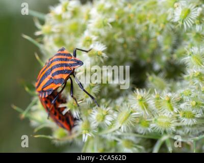 Nahaufnahme eines Paares italienischer Streifenwanzen, die sich auf der weißen Wildblume paaren. Graphosoma italicum. Selektiver Fokus, unscharfer Hintergrund. Stockfoto