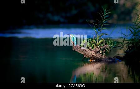 Schöne Naturlandschaft mit Eisvogel Alcedo atthis. Wildlife Aufnahme von Eisvogel auf dem Ast. Eisvogel im Naturlebensraum Stockfoto