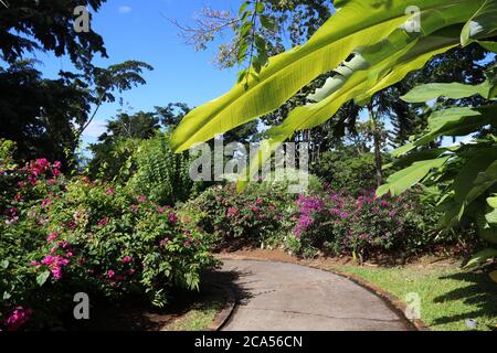 Guadeloupe - Karibik Urlaubsziel. Botanischer Garten in Deshaies. Bougainvillea Blumen Pfad. Stockfoto