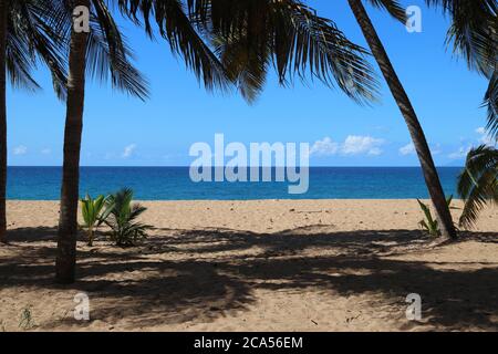 Guadeloupe Sandstrand. Karibische Urlaubslandschaft. Grande Anse Beach Palmen. Stockfoto