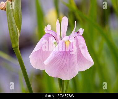 Iris Ensata 'Rose Queen' Stockfoto