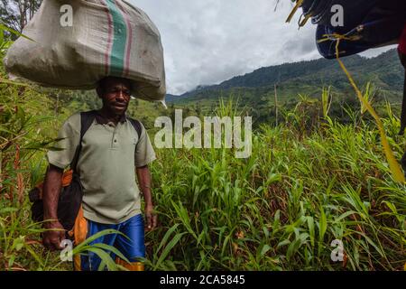 Indonesien, Papua, Baliem-Tal, in der Nähe von Wamena, Yali-Territorium, Wanderweg in Richtung Angguruk Dorf, Portier trägt eine große Tasche auf dem Kopf, alt Stockfoto