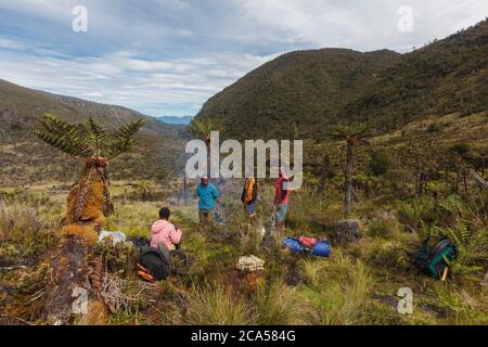 Indonesien, Papua, Baliem-Tal, in der Nähe von Wamena, Yali-Territorium, Siam-Pass, Höhe 3400 m, Träger und Führer mit einer Pause unter Baumfarnen Stockfoto