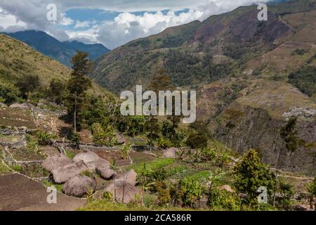 Indonesien, Papua, Baliem-Tal, bei Wamena, Dorf Ugem, Höhe 1900 m, reetgedeckte Hütten namens Honai und bebaute Grundstücke Stockfoto