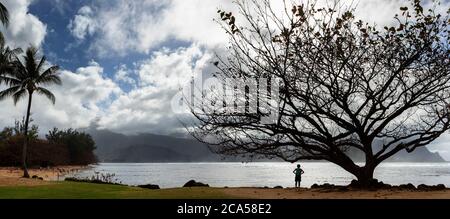 Silhouette eines Baumes, der am Princeville Beach, Kauai, Hawaii, USA wächst Stockfoto