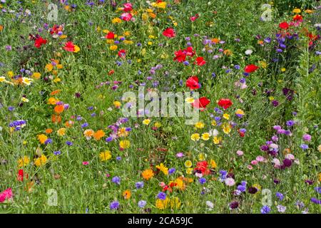 Gemischte Blumenbepflanzung bei RHS Harlow Carr Stockfoto