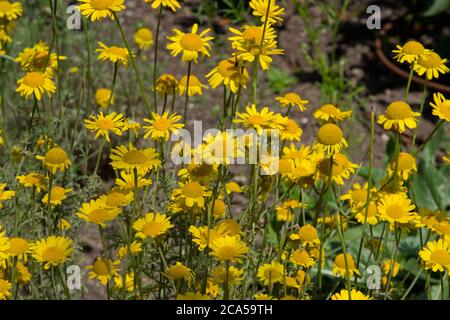 Anthemis tinctoria Stockfoto