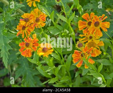 Helenium Waltraut Stockfoto