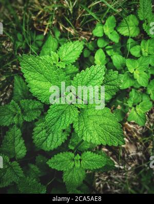 Zitronenmelisse vertikale Hintergrund Balsam mint Fotografie oder melissa officinalis Stockfoto