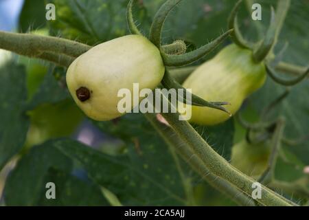 Blüte Ende Fäule auf einer grünen Pflaume Tomate Stockfoto