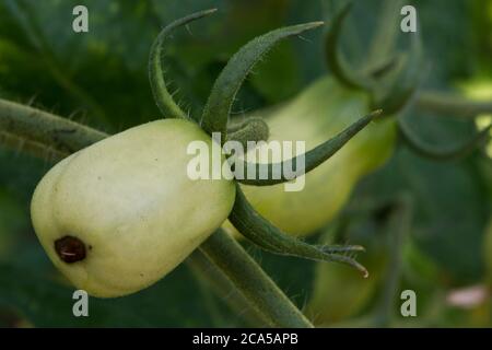 Blüte Ende Fäule auf einer grünen Pflaume Tomate Stockfoto