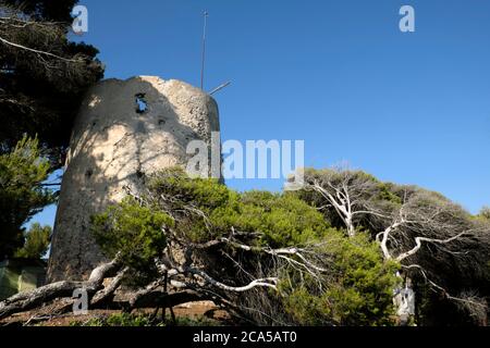 Frankreich, Var, Sanary sur Mer, Pointe du Bau Rouge, Küstenweg, Turm, Aleppo-Kiefern (Pinus halepensis) liegen im Wind Stockfoto