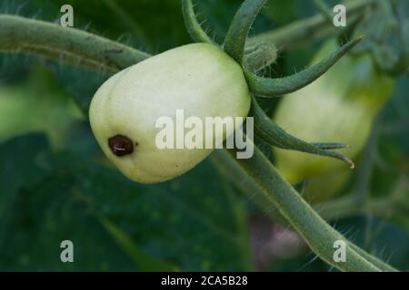 Blüte Ende Fäule auf einer grünen Pflaume Tomate Stockfoto