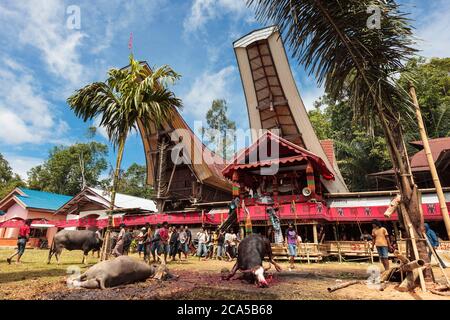 Indonesien, Sulawesi, Tana Toraja, Palawa, Trauerfeier, Wasserbüffelopfer vor traditionellen Häusern Stockfoto